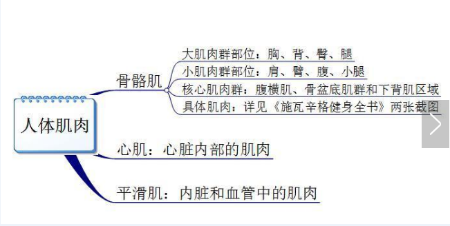 你真的認(rèn)識(shí)你身體的肌肉嗎？